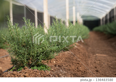 Lush rosemary plants growing in field with green house Lush rosemary plants growing in field with green house 136483580