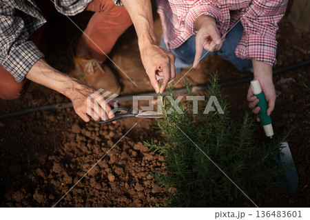Close-up of hands pruning rosemary inside a greenhouse, Close-up of hands pruning rosemary inside a greenhouse, 136483601