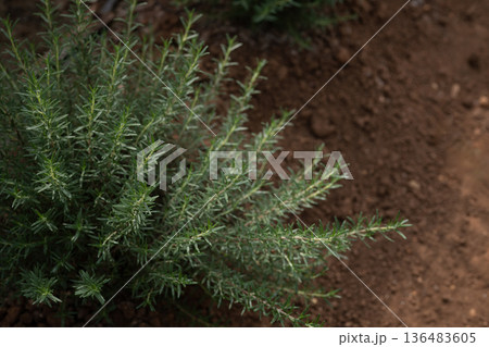 Lush rosemary plants growing in field with green house Lush rosemary plants growing in field with green house 136483605