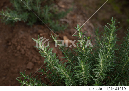 Lush rosemary plants growing in field with green house Lush rosemary plants growing in field with green house 136483610