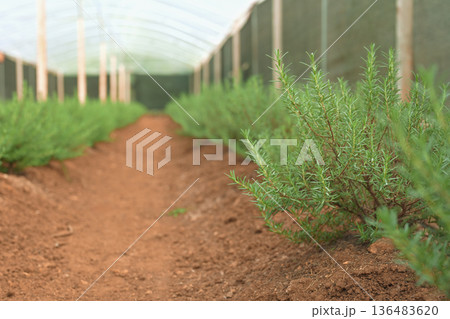 Lush rosemary plants growing in field with green house 136483620