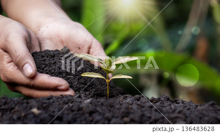 Hands holding soil and planting young seedling in the ground, gardening and environmental conservation concept. 136483628