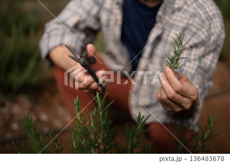 Agriculture harvesting fresh rosemary with pruning shears, showing careful herb Agriculture harvesting fresh rosemary with pruning shears, showing careful herb 136483678