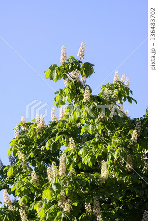White chestnut flowers bloom among bright green foliage. Seasonal growth and soft beauty. 136483702