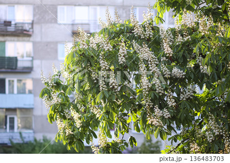 White chestnut flowers bloom among bright green foliage. Seasonal growth and soft beauty. 136483703