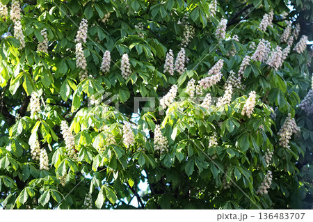 Spring sunlight filters through the leaves of a chestnut tree. Freshness and calm atmosphere. 136483707