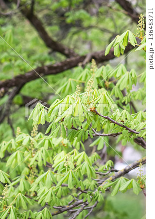 A horse chestnut tree with fresh green foliage. Elegance and botanical details. 136483711
