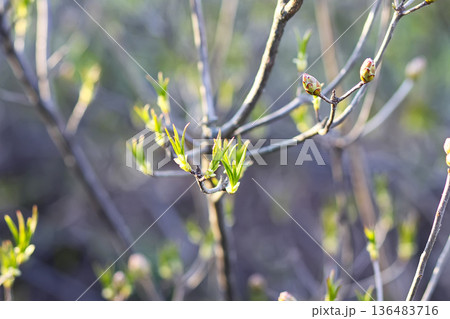 First green leaves sprout on tree branches in a forest. Renewal and the start of spring First green leaves sprout on tree branches in a forest. Renewal and the start of spring 136483716