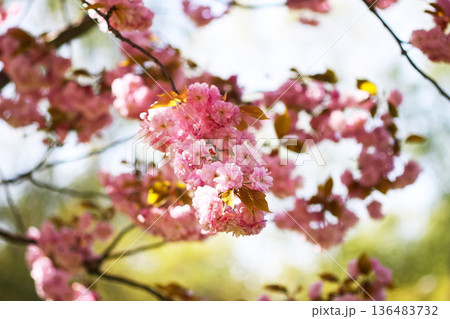 Soft spring light highlights delicate sakura flowers. Tranquility and floral harmony. Soft spring light highlights delicate sakura flowers. Tranquility and floral harmony. 136483732
