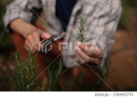 Agriculture harvesting fresh rosemary with pruning shears, showing careful herb 136483733