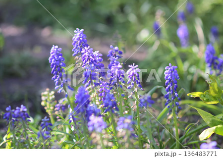Purple Muscari flowers bloom vibrantly in a garden. Delicate spring beauty. Purple Muscari flowers bloom vibrantly in a garden. Delicate spring beauty. 136483771