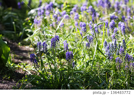 Purple Muscari flowers bloom vibrantly in a garden. Delicate spring beauty. Purple Muscari flowers bloom vibrantly in a garden. Delicate spring beauty. 136483772