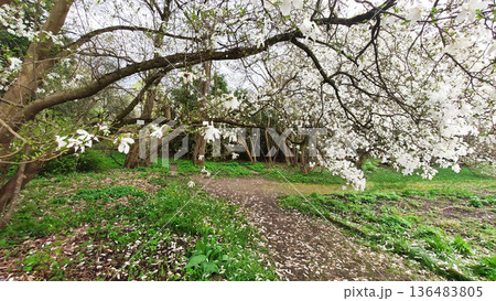 White petals contrast with dark branches in a garden. Purity and natural harmony. White petals contrast with dark branches in a garden. Purity and natural harmony. 136483805
