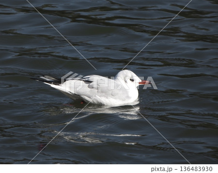 水面を穏やかに進むユリカモメの冬羽 136483930
