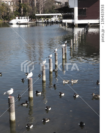 洗足池の杭に並ぶユリカモメと水面を泳ぐキンクロハジロの冬景色 洗足池の杭に並ぶユリカモメと水面を泳ぐキンクロハジロの冬景色 136483938
