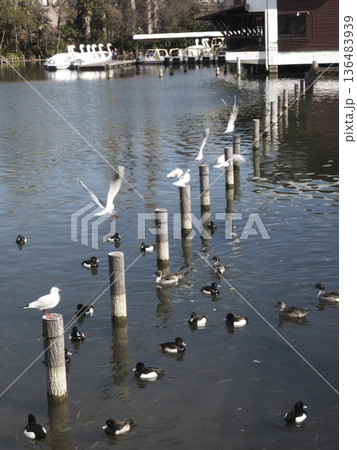 冬の洗足池で杭に並ぶユリカモメと水面を泳ぐキンクロハジロの群れ 136483939
