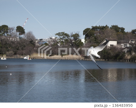 冬の公園の池を舞うユリカモメと穏やかな水辺の風景 冬の公園の池を舞うユリカモメと穏やかな水辺の風景 136483950