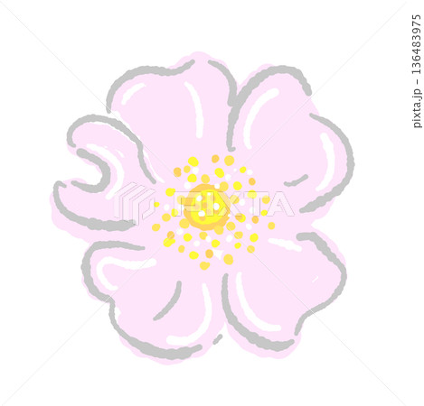 大きく開いたノバラの花のイラスト ピンク色の可愛らしい花素材 136483975