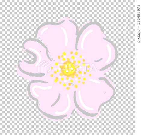 大きく開いたノバラの花のイラスト ピンク色の可愛らしい花素材 136483975