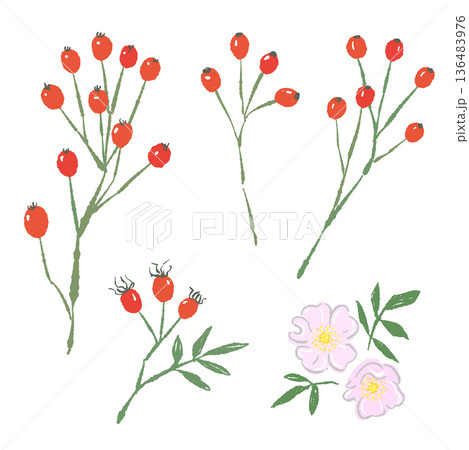 ローズヒップとノバラのパーツセットイラスト 実・花・葉の詰め合わせ 136483976