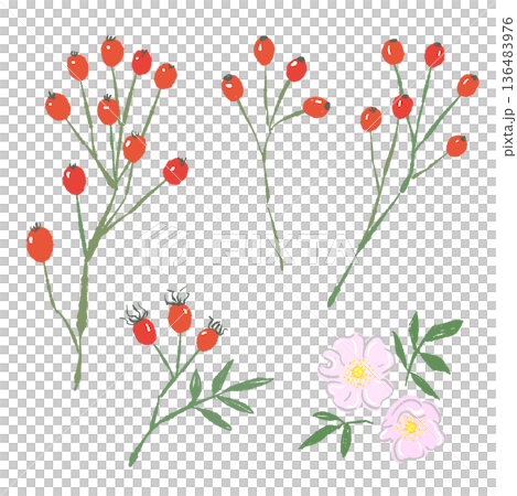 ローズヒップとノバラのパーツセットイラスト 実・花・葉の詰め合わせ 136483976