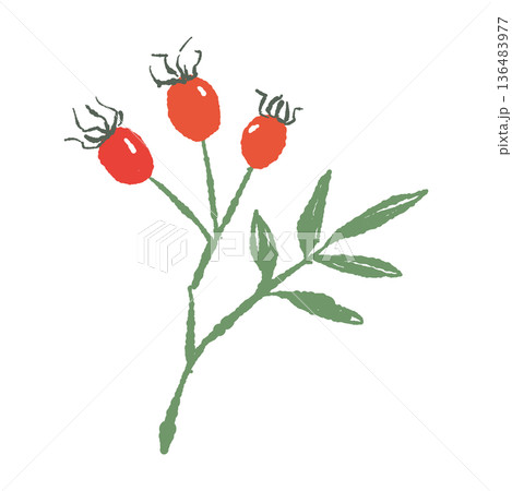 葉が付いたローズヒップの枝のイラスト 赤い実と緑のコントラスト素材 136483977
