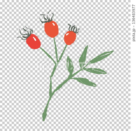 葉が付いたローズヒップの枝のイラスト 赤い実と緑のコントラスト素材 136483977