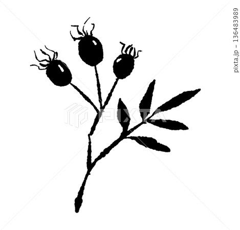 三つの実がついたローズヒップの枝イラスト 136483989