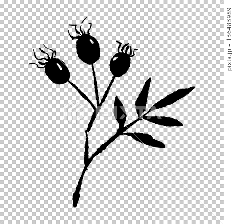 三つの実がついたローズヒップの枝イラスト 136483989
