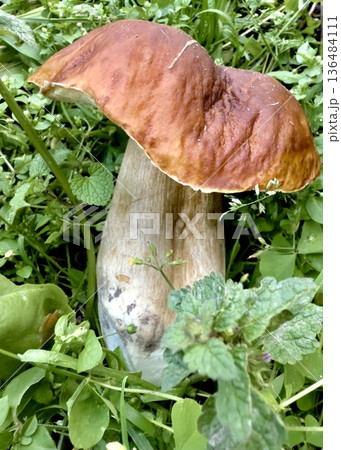 Large edible porcini mushroom 136484111