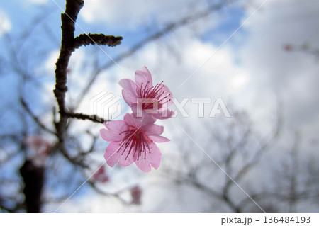 日本一早い桜、ヒカンザクラの開花 日本一早い桜、ヒカンザクラの開花 136484193