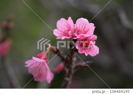 日本一早い桜、ヒカンザクラの開花 136484195