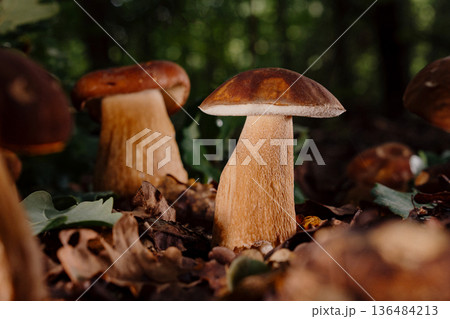 Edible Porcini Mushroom Sprouting From Forest Soil Among Leaves And Moss, Symbol Edible Porcini Mushroom Sprouting From Forest Soil Among Leaves And Moss, Symbol 136484213