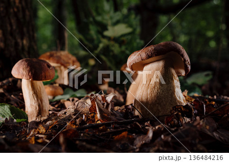 Edible Porcini Mushroom Sprouting From Forest Soil Among Leaves And Moss, Symbol Edible Porcini Mushroom Sprouting From Forest Soil Among Leaves And Moss, Symbol 136484216