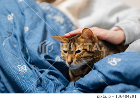 飼い主に撫でられる猫 飼い主に撫でられる猫 136484291