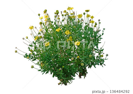Gaillardia or the blanket flower Gaillardia or the blanket flower 136484292