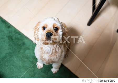 お座りしている犬 136484305