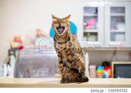 あくびをする猫 あくびをする猫 136484381