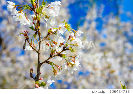 桜の枝と青空 136484758