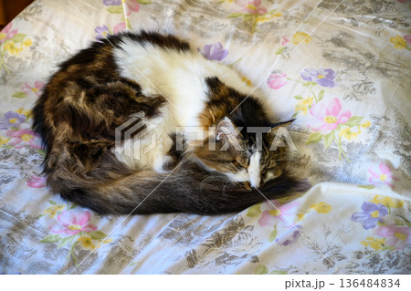 布団で眠る三毛猫 136484834