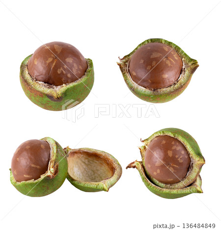 Fresh Macadamia nuts isolated on a white background Fresh Macadamia nuts isolated on a white background 136484849