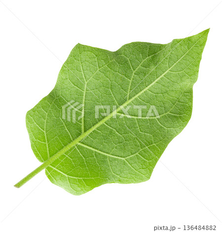 Pea Eggplants or turkey berry isolated over white background 136484882