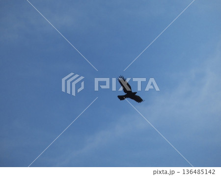 青空を悠々と羽ばたく鳥(カラス)のシルエットと広大な空 青空を悠々と羽ばたく鳥(カラス)のシルエットと広大な空 136485142