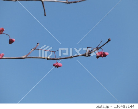 冬の青空に映えるマユミの鮮やかなピンク色の実と枝 冬の青空に映えるマユミの鮮やかなピンク色の実と枝 136485144