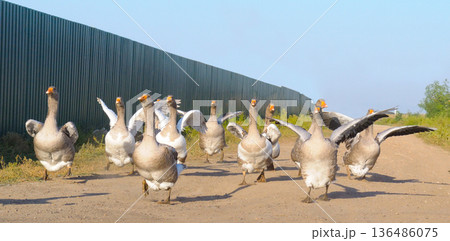 Flock of domestic geese running down a dirt road in the countryside 136486075