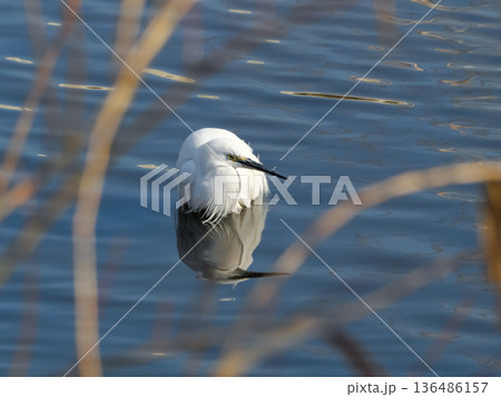 コサギ 136486157