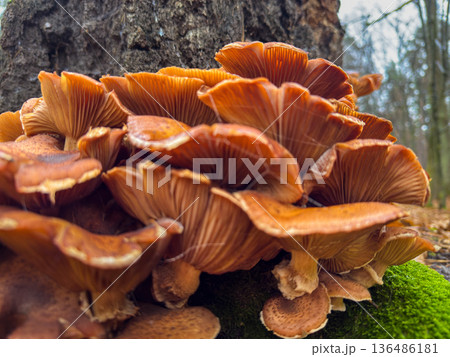 Smooth brown caps with typical forest texture 136486181
