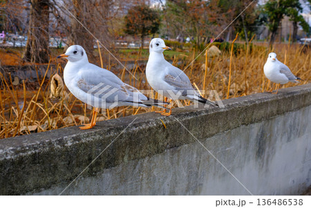 Gull at Pond Ueno Park Tokyo Gull at Pond Ueno Park Tokyo 136486538