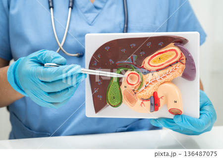 Liver with gallbladder, pancreas spleen and duodenum, Asian doctor holding human anatomy model for study diagnosis and treatment in hospital. 136487075