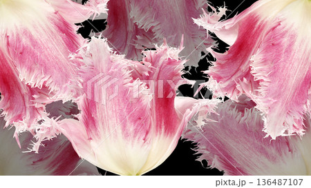 Floral spring background. Pink tulips and petals. Close-up. Floral spring background. Pink tulips and petals. Close-up. 136487107